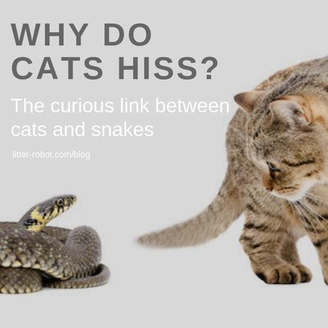 cats and snakes why do cats hiss