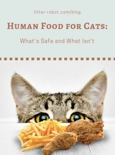 Human Food For Cats: What’s Safe and What Isn’t