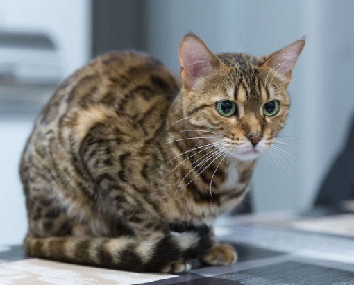 What Breed Is A Mackerel Tabby Cat?