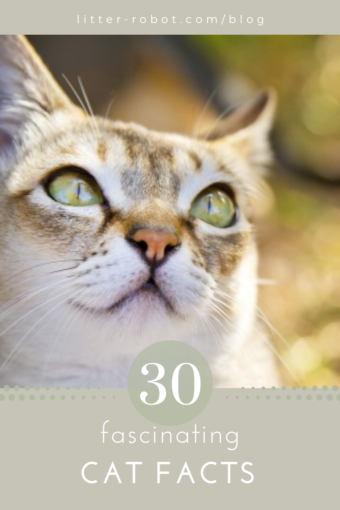 30 fascinating cat facts