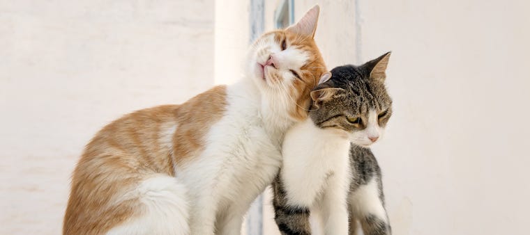 Cat Body Language: How Cats Communicate With Each Other