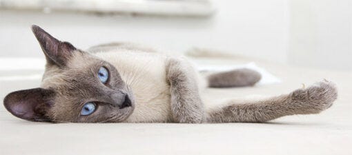 Siamese cat with blue eyes lying on side