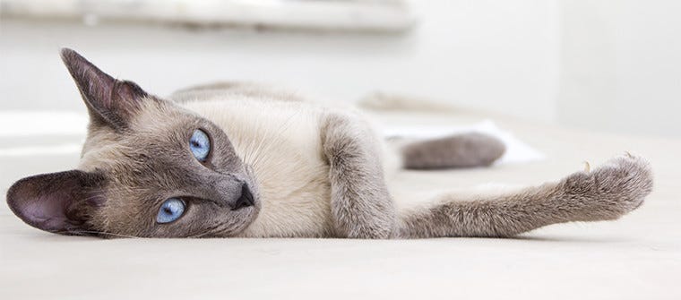 7 Reasons Why a Spayed Cat Will Live Longer