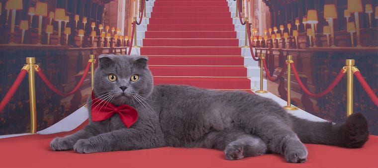 20 Oscar-Winning Movies Featuring Cats