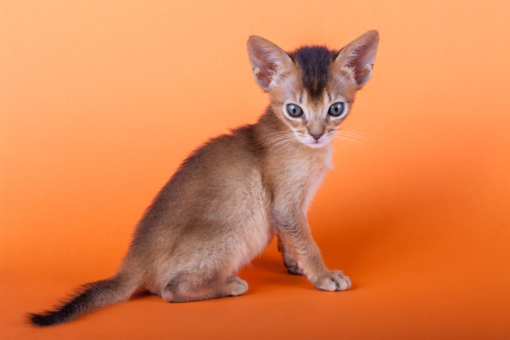 Abyssinian cats that act like dogs