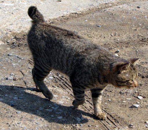 American Bobtail cats that act like dogs