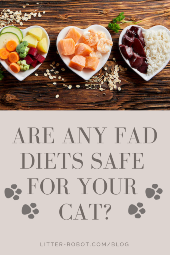 are any fad diets safe for your cat?
