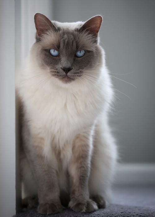 Balinese long-haired cat breeds