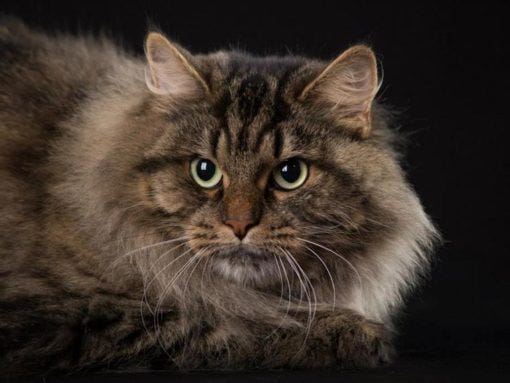 Siberian cats that act like dogs