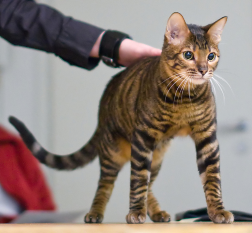 Toyger cats that act like dogs