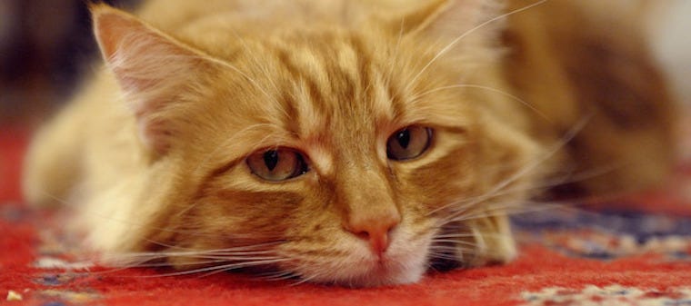 longhaired orange tabby cat lying on carpet
