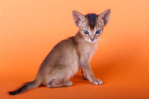 Abyssinian cats that don't shed