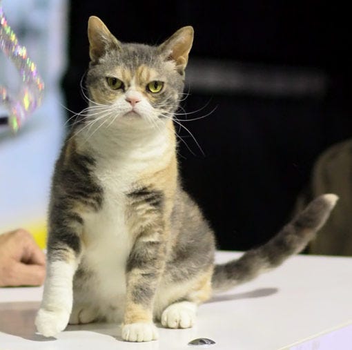 American Wirehair cats that don't shed