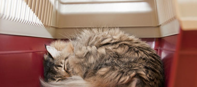 longhaired cat sleeping inside cat carrier
