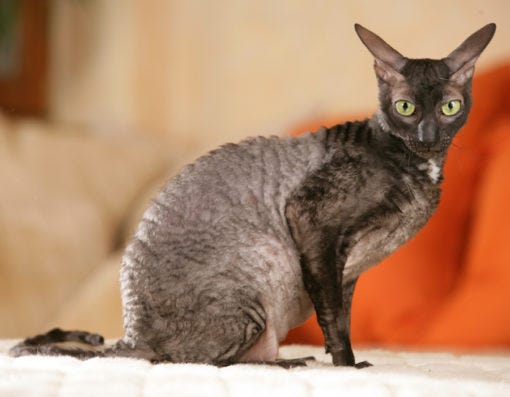 Cornish Rex cats that don't shed