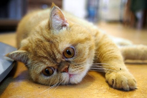 Exotic Shorthair cats that don't shed