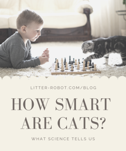 how smart are cats