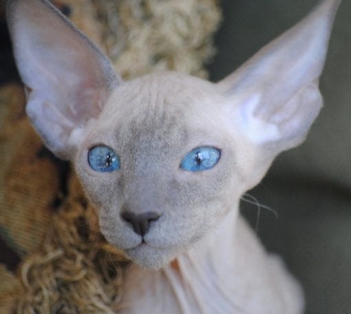 Peterbald cats that don't shed