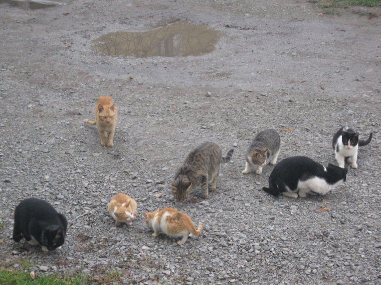Community cat colony