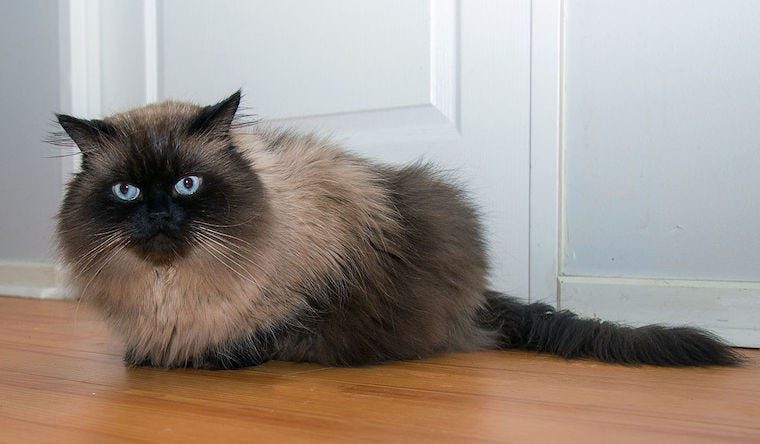 Himalayan long-haired cat breeds