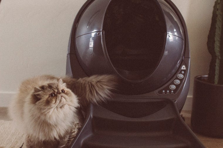 cat with grey Litter-Robot 3 Connect and ramp