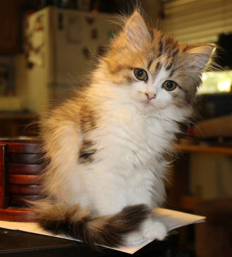 Ragamuffin long-haired cat breeds