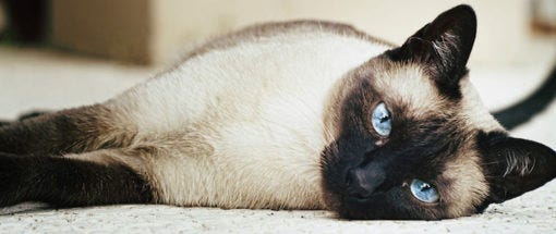 Siamese cat lying on side