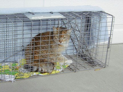 TNR cat in cage