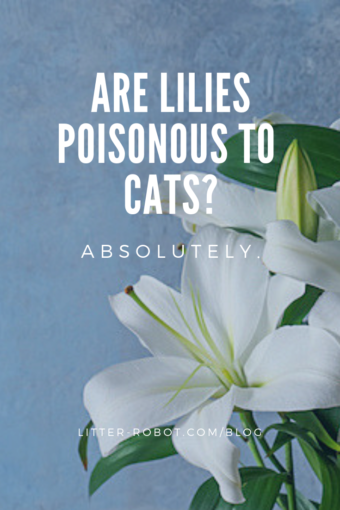 are lilies poisonous to cats? yes
