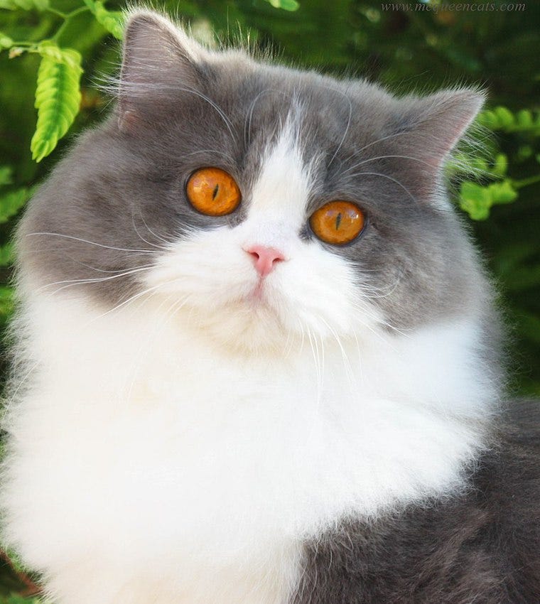 British Longhair long-haired cat breeds