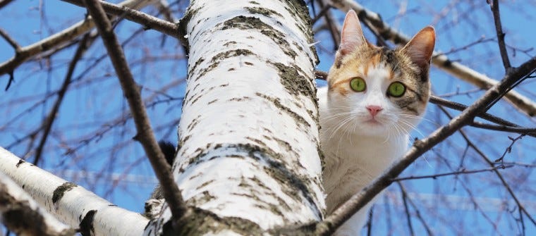 calico cat in birch tree