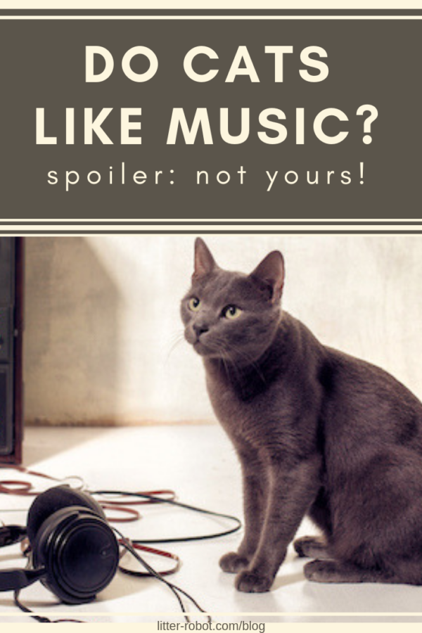 Cats don't like human music — play them this instead
