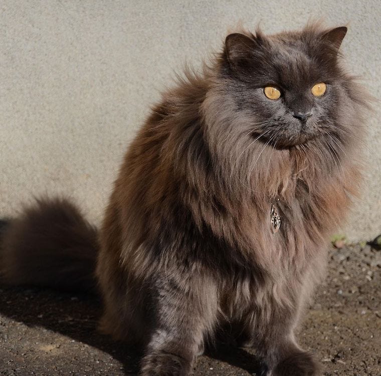 Chantilly-Tiffany long-haired cat breeds