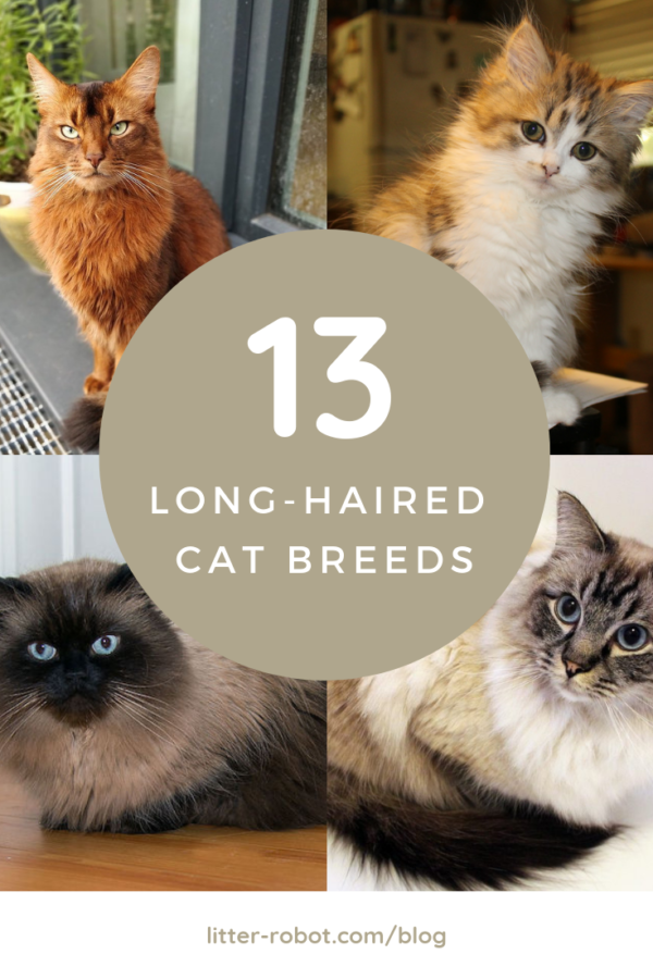 13 long-haired cat breeds