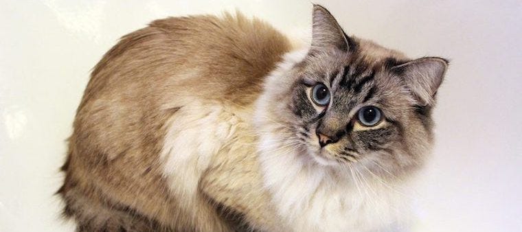 Luscious Locks: 13 Long-Haired Cat Breeds