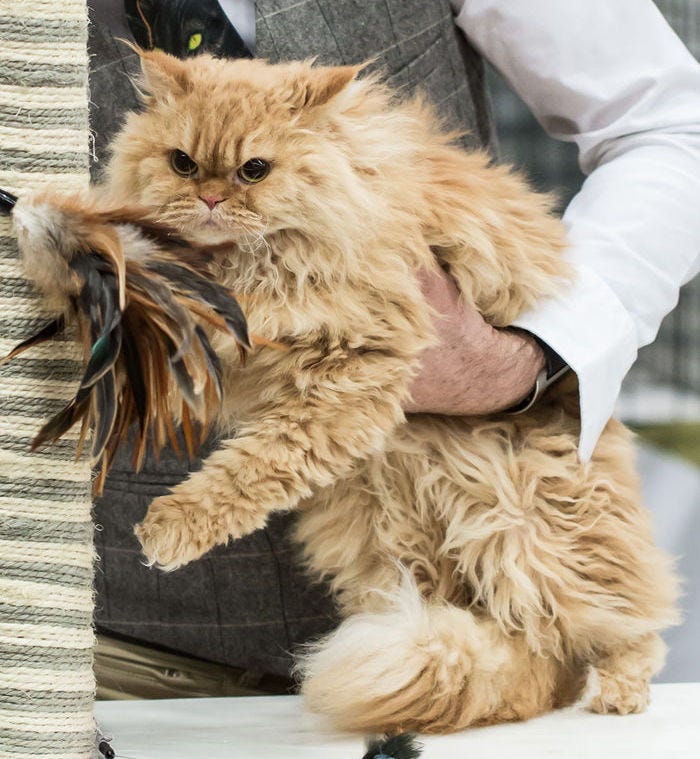 Selkirk Rex long-haired cat breeds