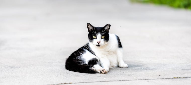 A neutered community cat identified by ear-tipping