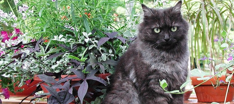 14 Herbs Safe for Cats — and 9 To Avoid