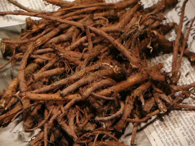 dandelion root - herbs safe for cats
