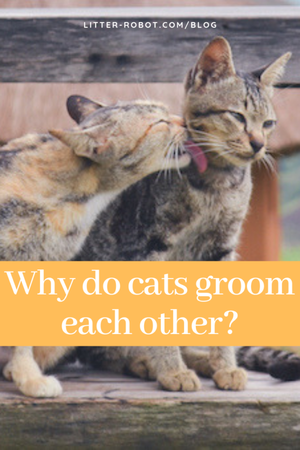 Why do cats groom each other? one tabby cat grooming another tabby cat
