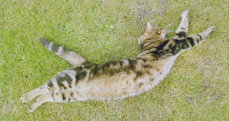 tabby cat stretching - why are cats so flexible?