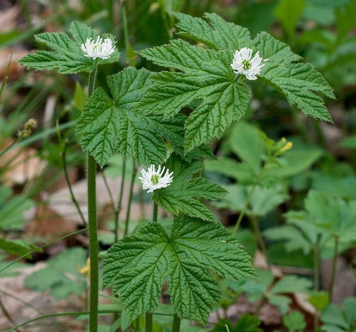 goldenseal plant - herbs safe for cats