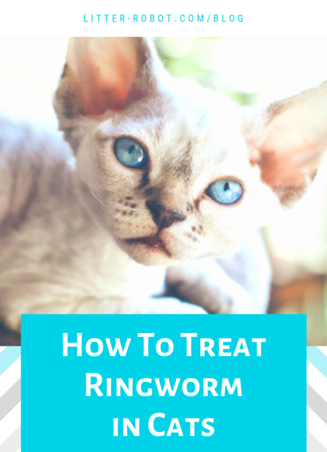 Devon Rex how to treat ringworm in cats