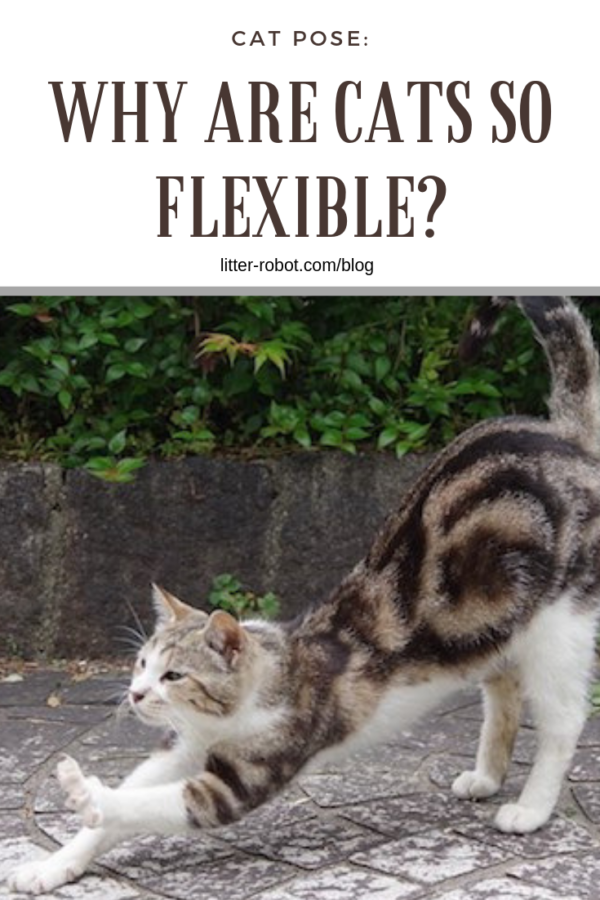 cat pose: why are cats so flexible?