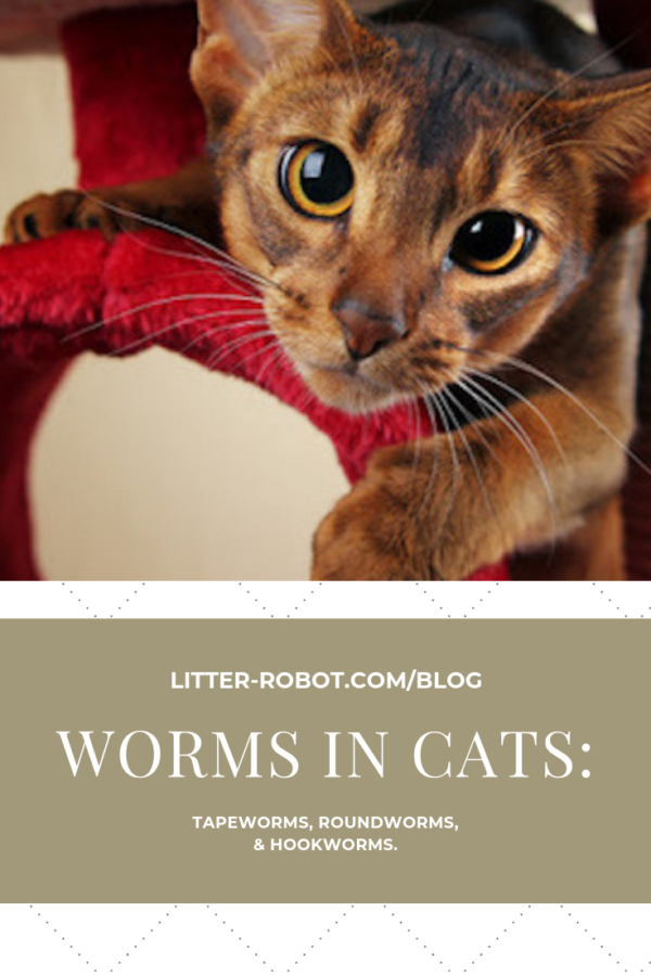 worms in cats: tapeworms in cats, roundworms in cats, hookworms in cats; cat on cat furniture