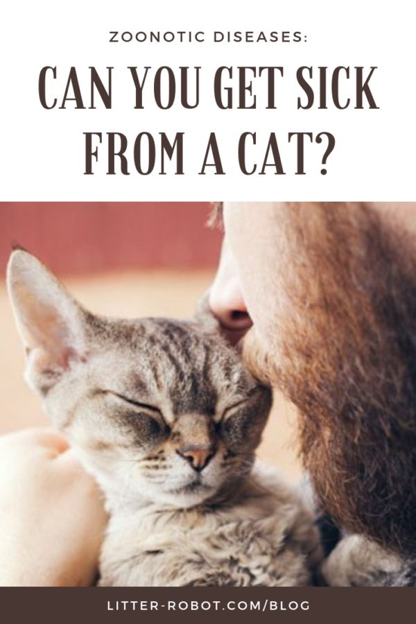 bearded man kissing cat - zoonotic diseases: can you get sick from a cat?