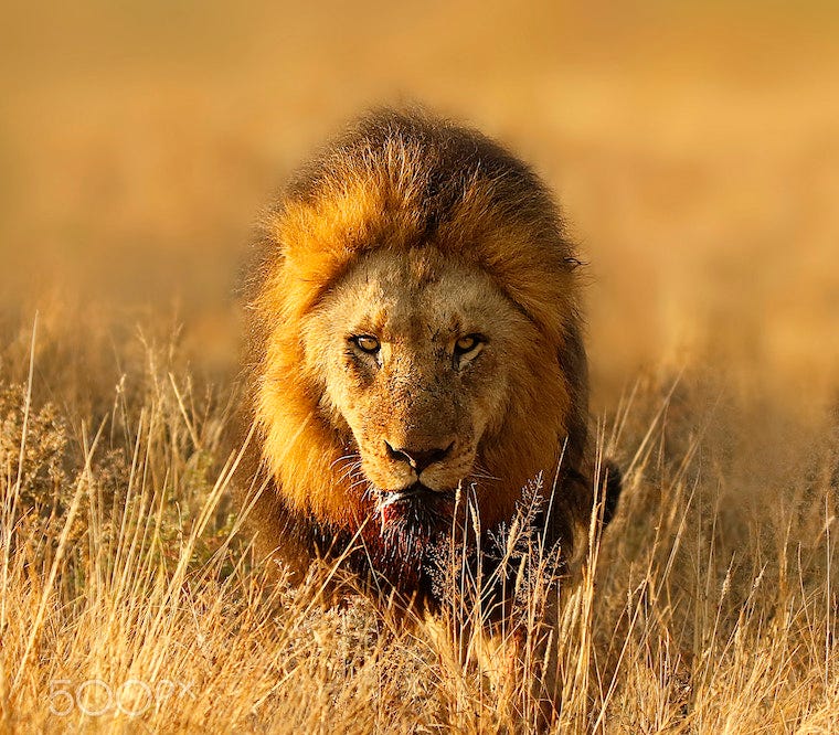 Male lion in the brush; lions are apex predators