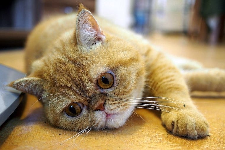 Exotic Shorthair lazy cat breeds