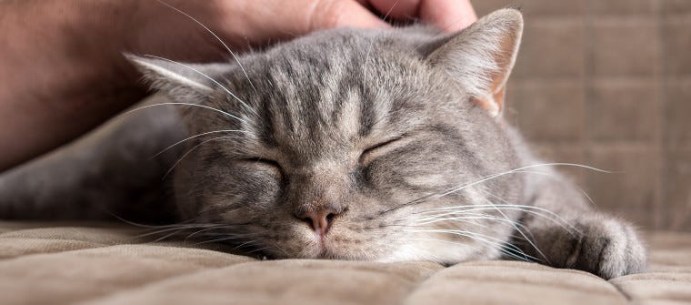 hand petting grey tabby cat