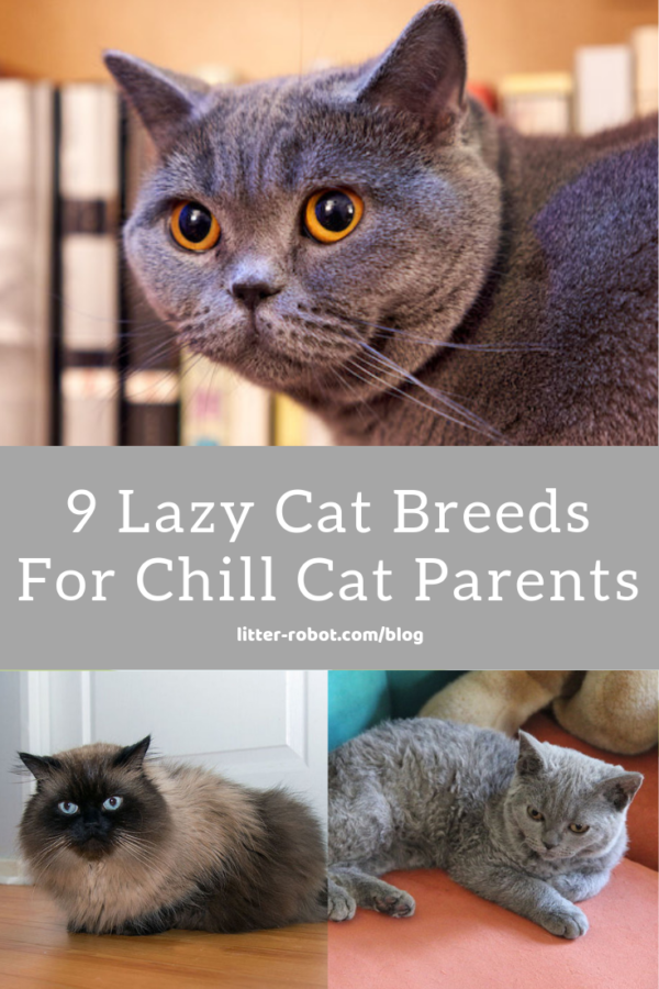 British Shorthair cat, Himalayan cat, Selkirk Rex cat - 9 lazy cat breeds